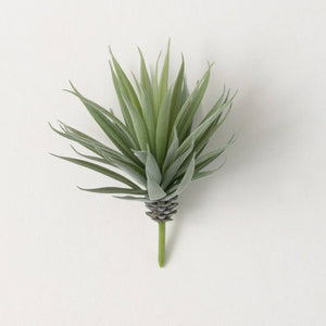 Velvety Soft Agave Stem