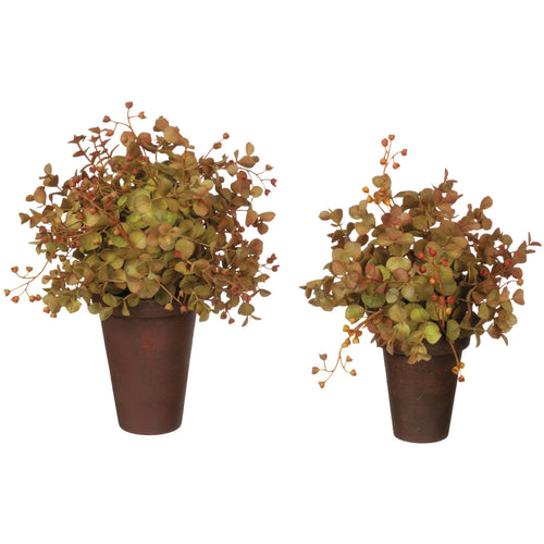 Eucalyptus Potted Orb