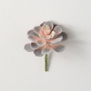 Pink & Green House Leek Succulent