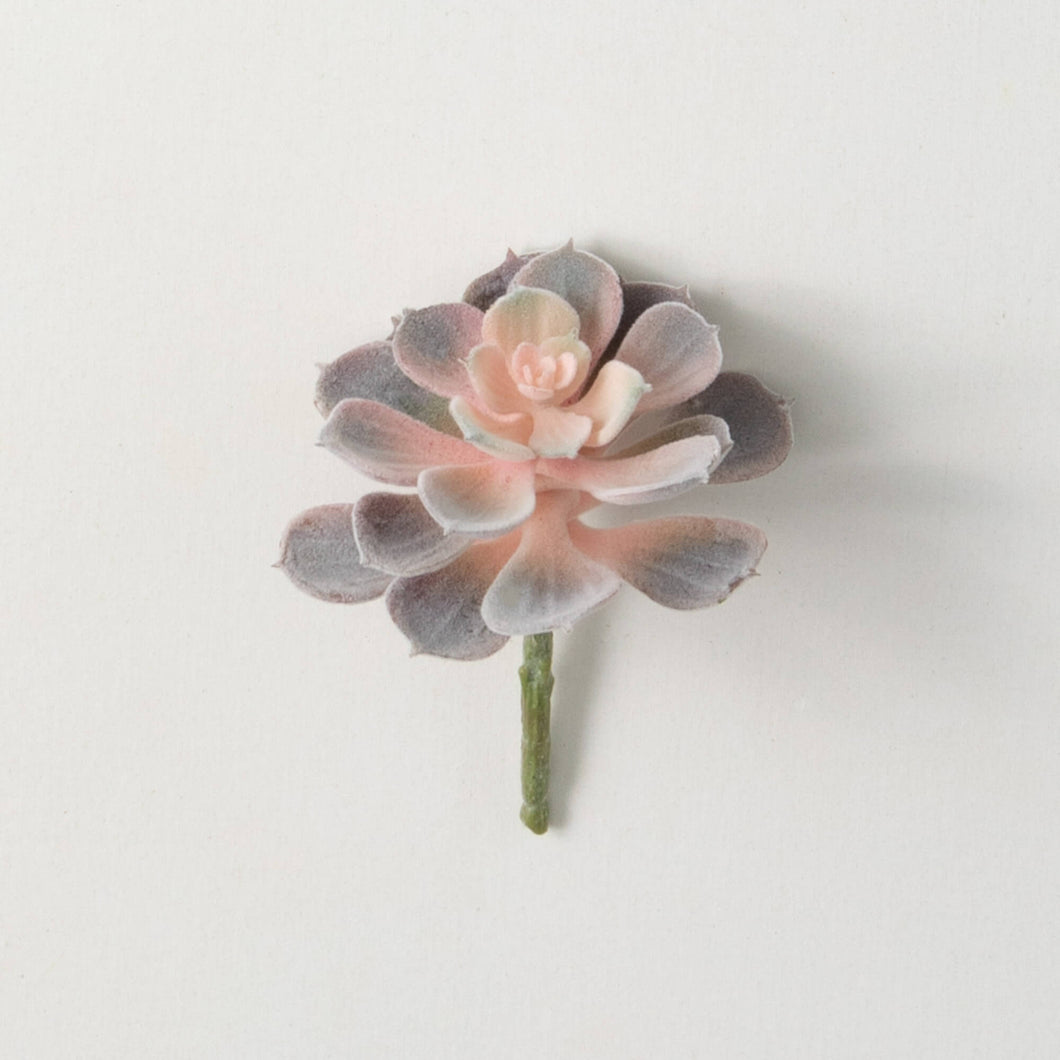 Pink & Green House Leek Succulent