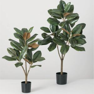 Magnoila Tree Set/2