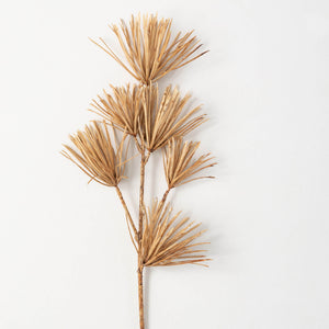 Amber Broen Podocarpus Stem
