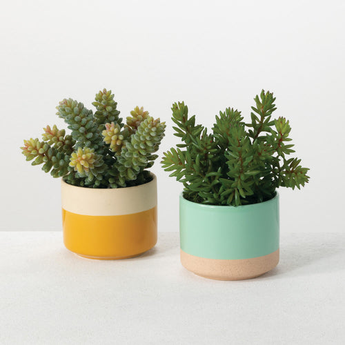 Potted Succulent