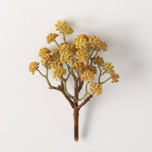 Yellow Sedum Succulent Bush