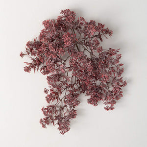 Burgundy Sedum Bush