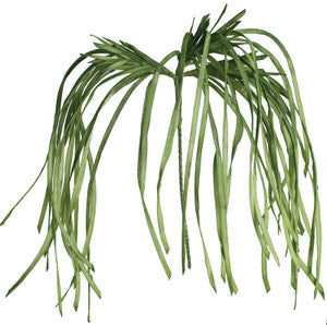 Long Grasslike Leaves