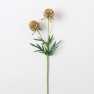 Scabiosa Stem