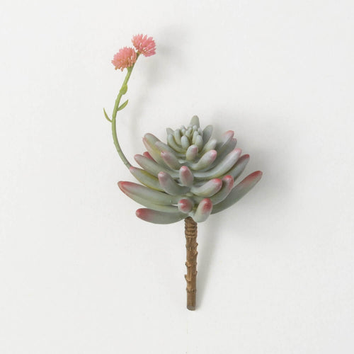 Succulent w/ Flower Bloom