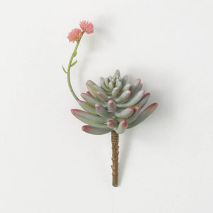 Succulent w/ Flower Bloom