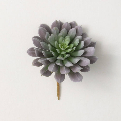Sprouting Rosette Succulent