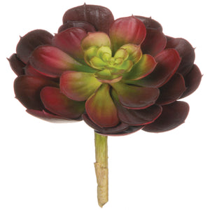 Echeveria Succulent Pick