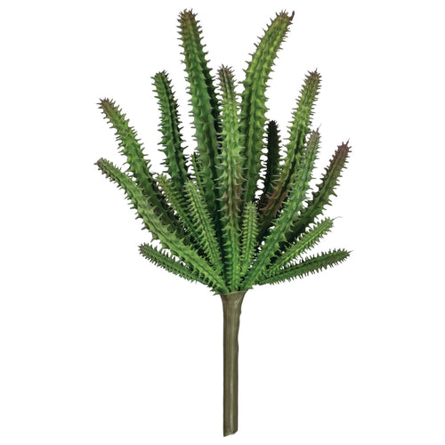 Cactus Plant Succulent