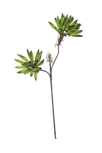 Botanica #914