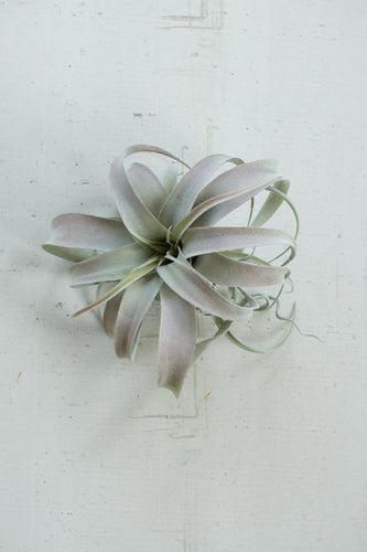 extra large grey air plant