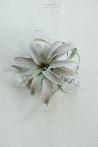 extra large grey air plant