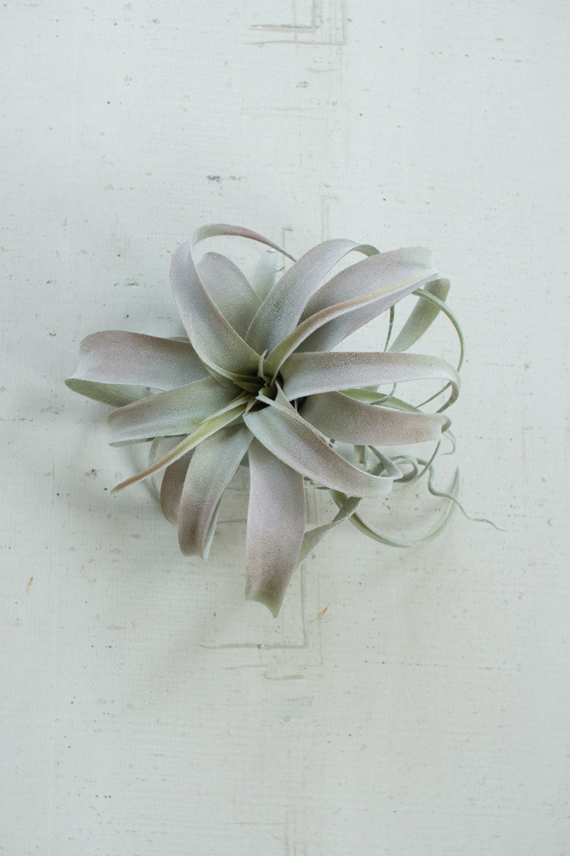 extra large grey air plant