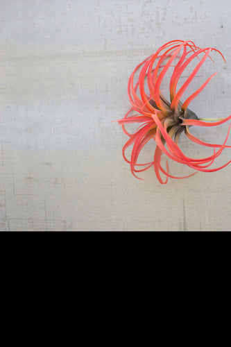 flocking red air plant