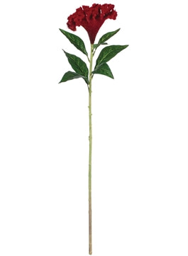 Celosia Stem