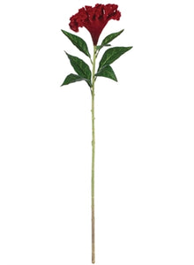 Celosia Stem