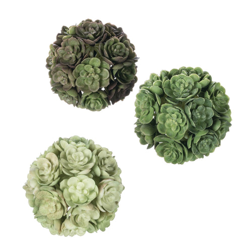 Echeveria Box/3 Orb