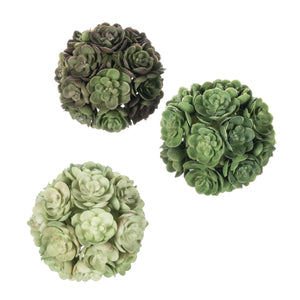 Echeveria Box/3 Orb
