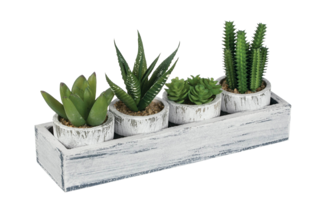 Four Potted Cactus in Tray