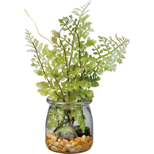 Jar - Sm Maidenhair Fern