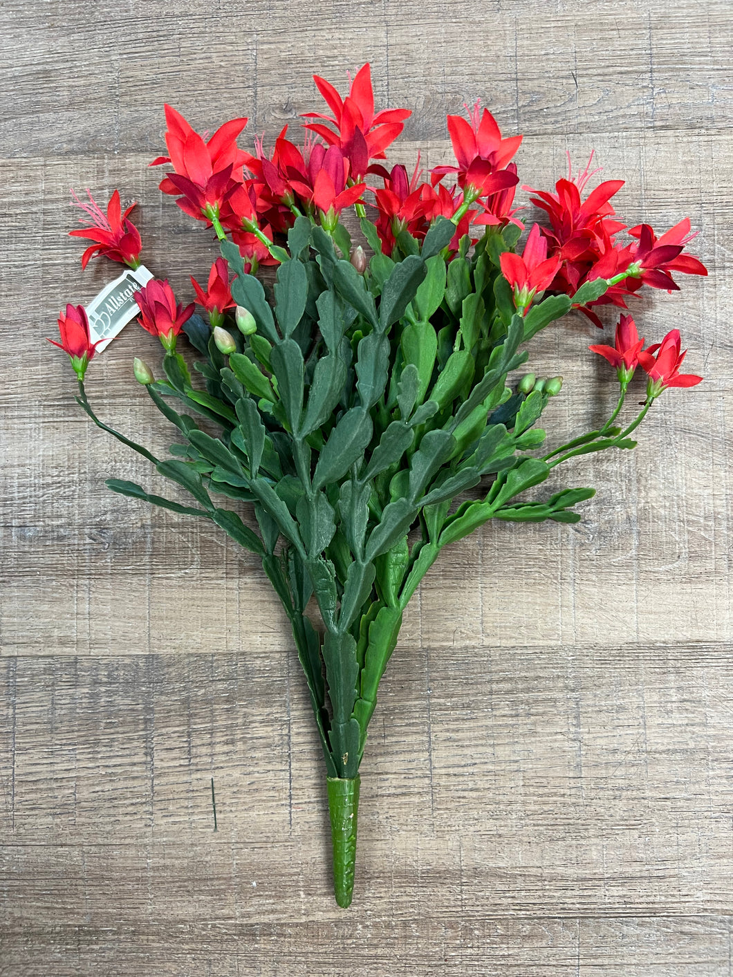 Christmas Cactus Bundle