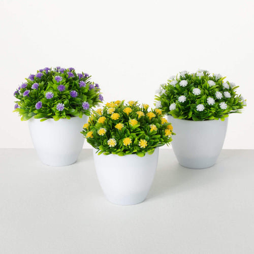Potted Mini Button Flower