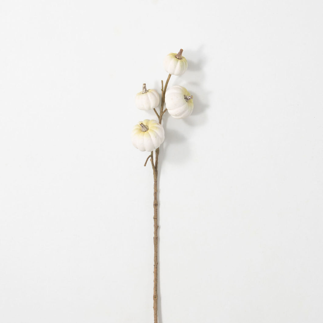 White Mini Pumpkin Stem