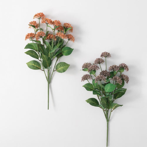 Sedum Bush 2/asst