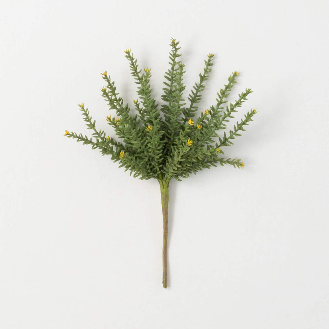 Succulent Bush