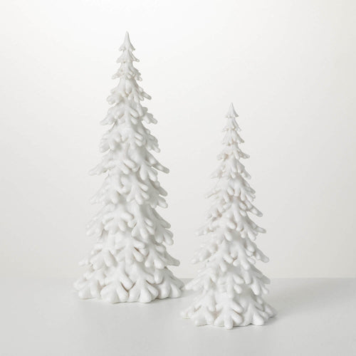 Snow Covered Pine Tree