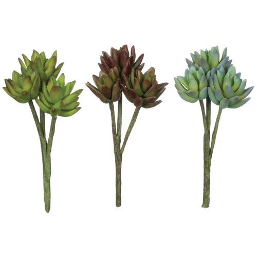 Agave Stem