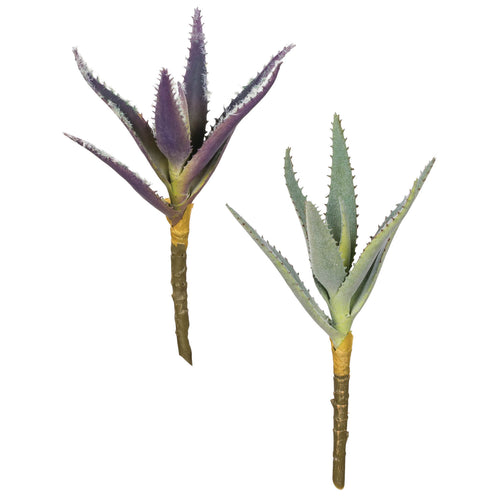 Aloe Succulent