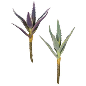 Aloe Succulent