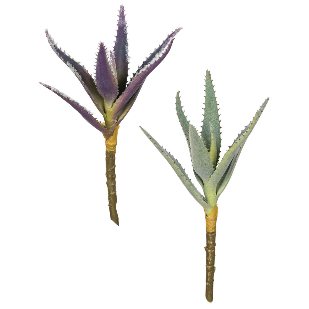 Aloe Succulent