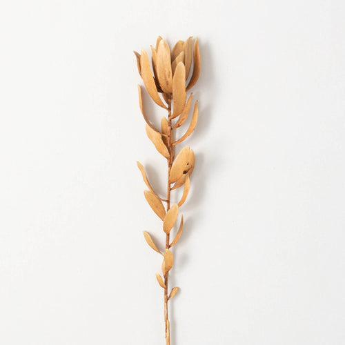 Subtle Brown Protea Stems