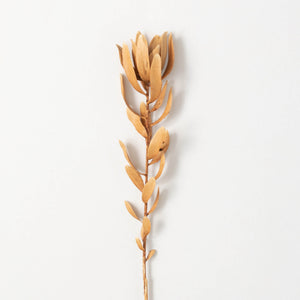 Subtle Brown Protea Stems