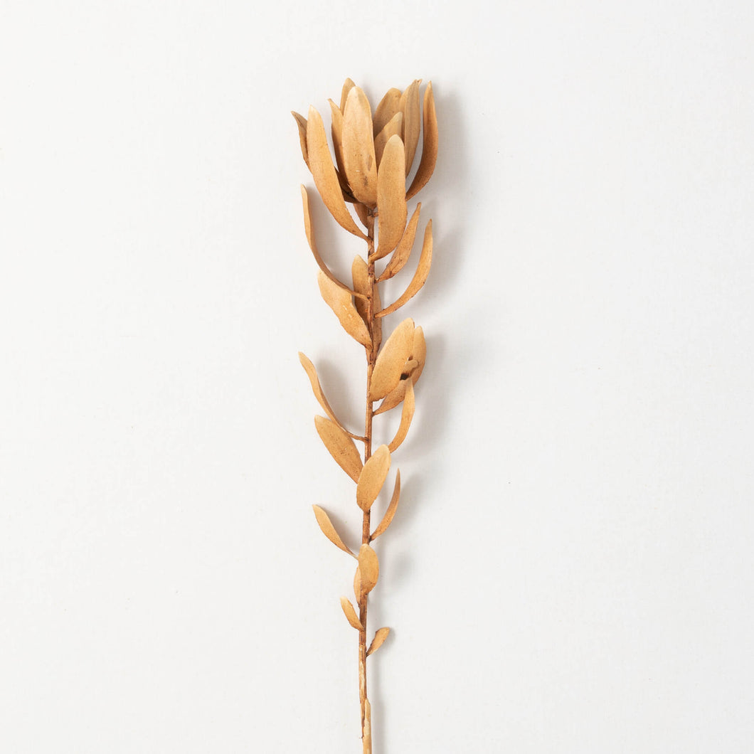 Subtle Brown Protea Stems