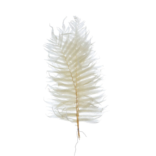 Dried Natural Fern Leaf