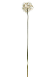 Dandilion Stem