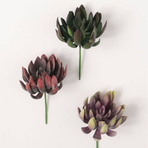 Echeveria Succulent 3/asst