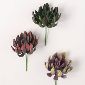 asst succulent Echeveria Succulent 3/asst – Studio 9 Design Decor, LLC