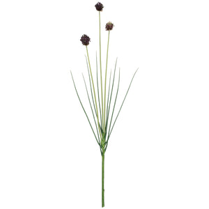 Onion Grass Stem