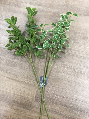 Foliage Stem Bush