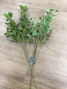 Foliage Stem Bush