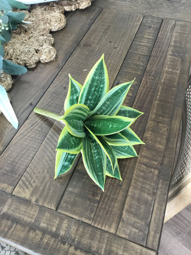 Hahnii Stem