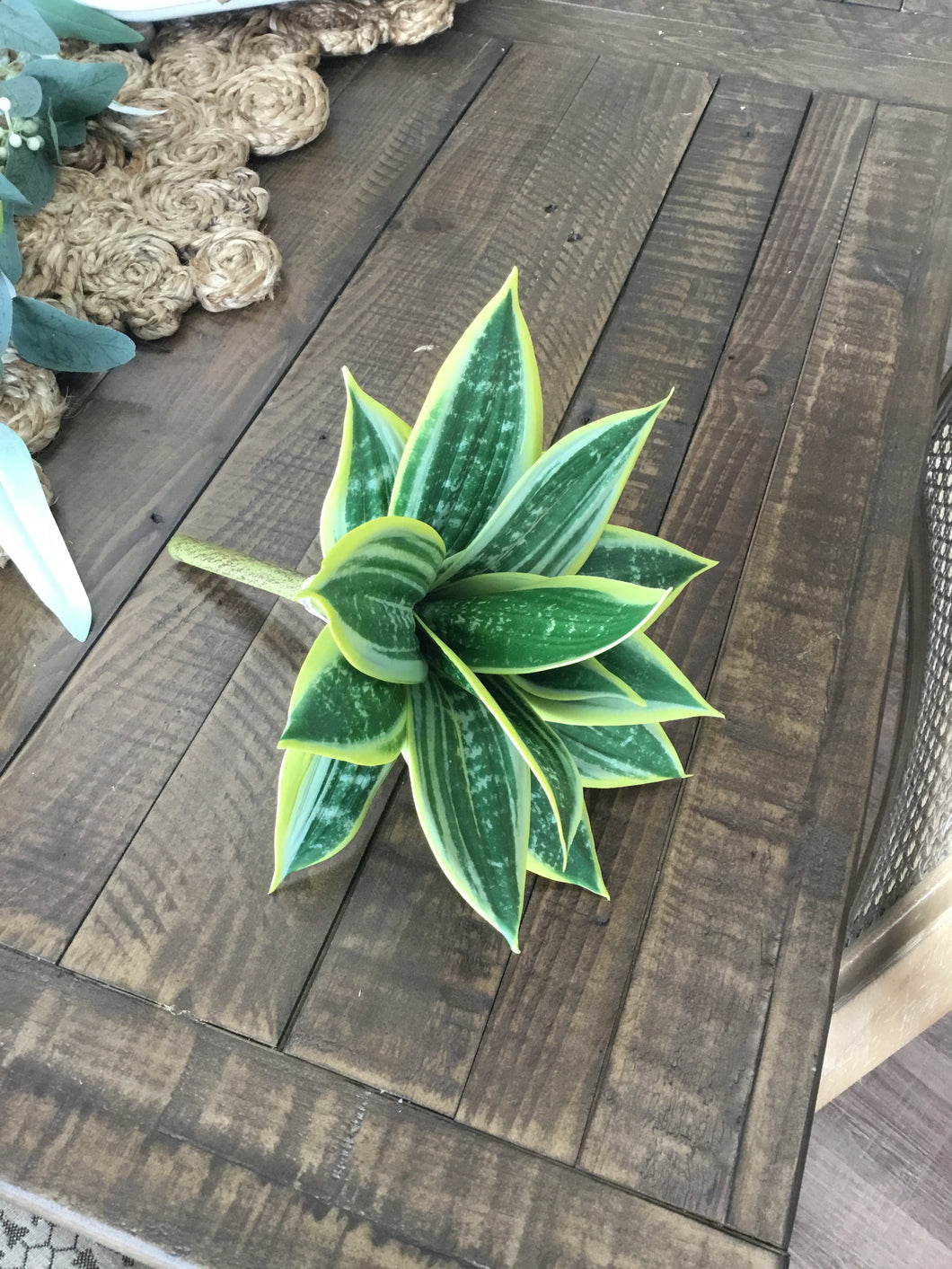 Hahnii Stem