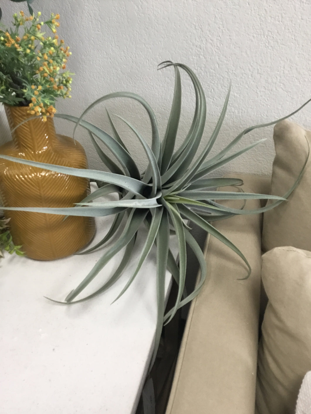Giant Airplant